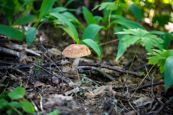 Beautiful Mushroom Appeared Grass Forest Glade — стоковое фото