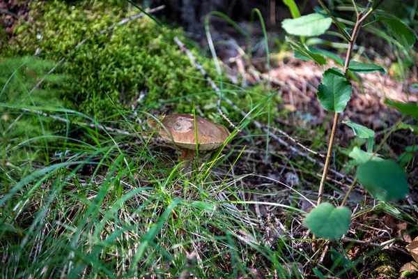 Beautiful Mushroom Appeared Grass Forest Glade — стоковое фото