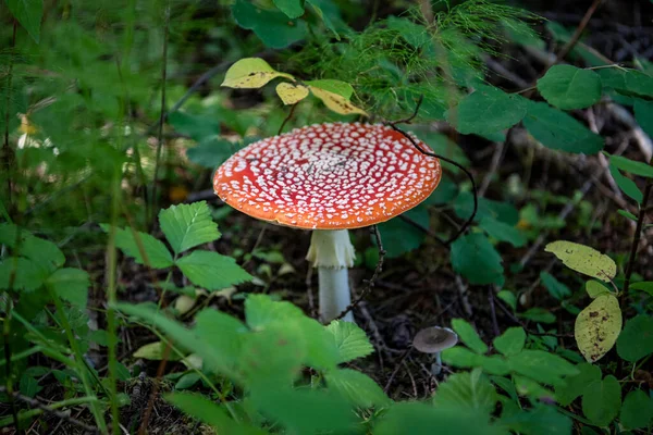 Beautiful Mushroom Appeared Grass Forest Glade — стоковое фото