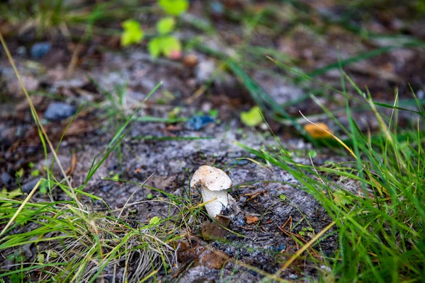 Egy Gyönyörű Gomba Bukkant Elő Fűből Egy Erdei Tisztáson — Stock Fotó