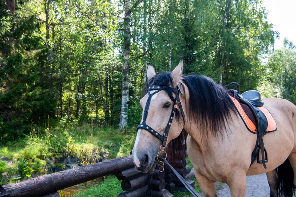 Caballo Color Marrón Claro Con Melena Negra Parque Forestal —  Fotos de Stock