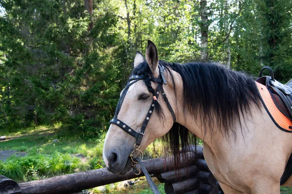 Cheval Brun Clair Avec Crinière Noire Dans Parc Forestier — Photo