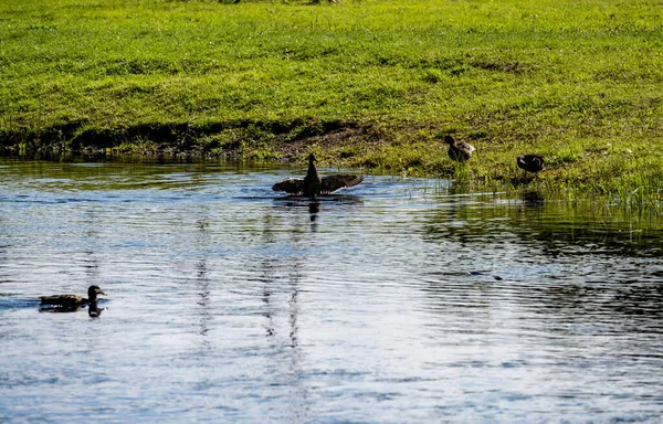 Rentnerin Schlief Park Der Sanften Sonne Ein — Stockfoto