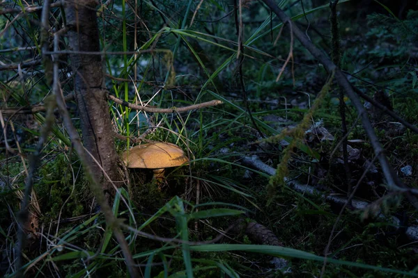 Meleg Nyári Eső Után Gombák Jelentek Meg Erdő Felszínén — Stock Fotó