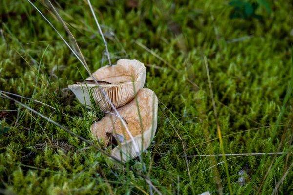 Após Uma Chuva Quente Verão Cogumelos Apareceram Superfície Floresta — Fotografia de Stock