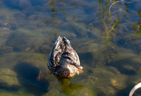 Wild Gray Duck Lake Shore — Stock Photo, Image