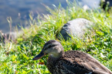 Gri ördek göl kıyısında
