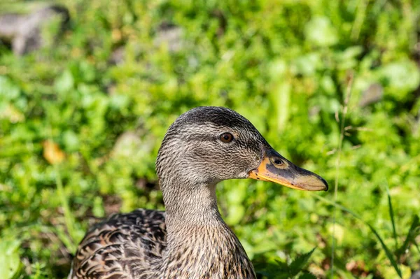 wild gray duck near the lake shore