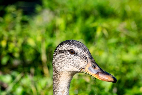 Pato Cinzento Selvagem Perto Costa Lago — Fotografia de Stock