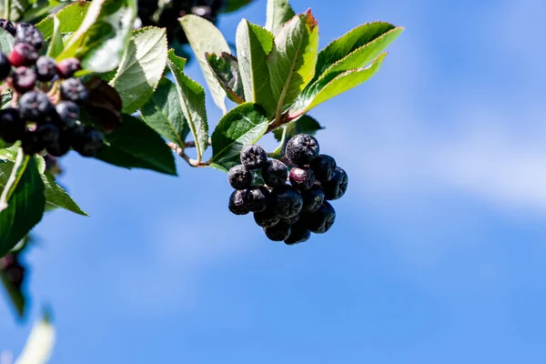 Bacche Nere Ramo Tra Foglie Verdi — Foto Stock