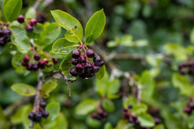 Yağmur damlaları ile bir dalda kara dutlar