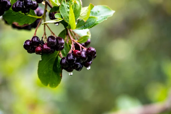 black berries on a branch after rain with water drops