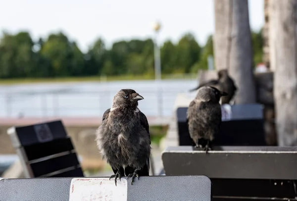Schwarze Krähe Flog Auf Der Suche Nach Essen Ein Touristencafé — Stockfoto