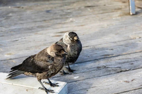 Schwarze Krähe Flog Auf Der Suche Nach Essen Ein Touristencafé — Stockfoto