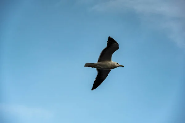 Grandes Gaviotas Acompañan Barco Viaje — Foto de Stock