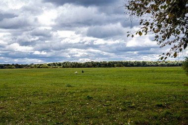 Mavi fırtınalı gökyüzüne karşı yeşil yaz çayırı