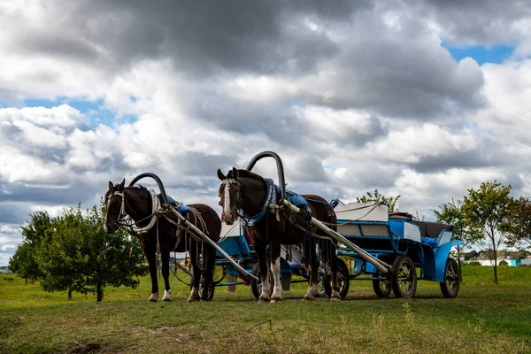 嵐の空を背景にヴィンテージの馬車を利用した茶色の馬 — ストック写真