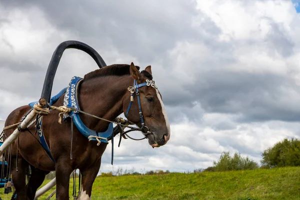 Cheval Brun Harnaché Une Calèche Vintage Sur Fond Ciel Orageux — Photo