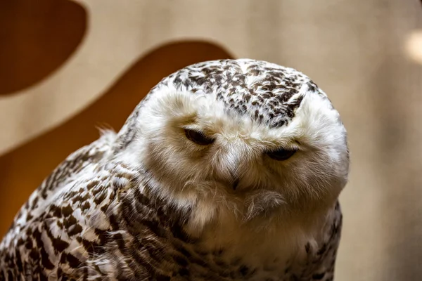 Großaufnahme Eulenkopf Mit Durchdringendem Blick — Stockfoto