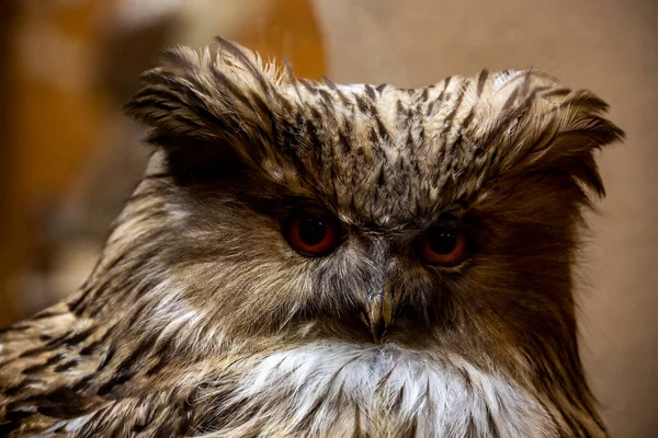 Yakından Bakan Baykuş Başlı Delici Bakışlı — Stok fotoğraf