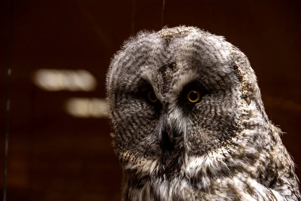 Großaufnahme Eulenkopf Mit Durchdringendem Blick — Stockfoto