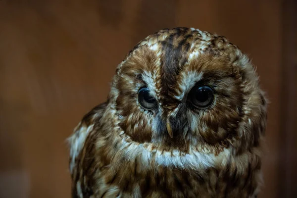 Großaufnahme Eulenkopf Mit Durchdringendem Blick — Stockfoto