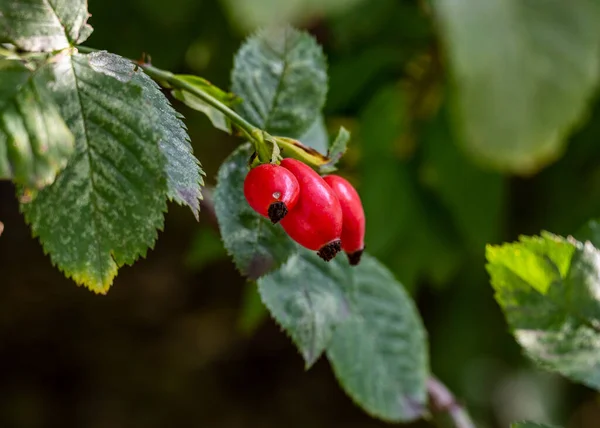 Bacche Impianti Foresta Ramo Verde — Foto Stock