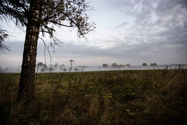 Thick Morning Fog Highway Yellow Green Fields Nearby Sunrise — Stock Photo, Image