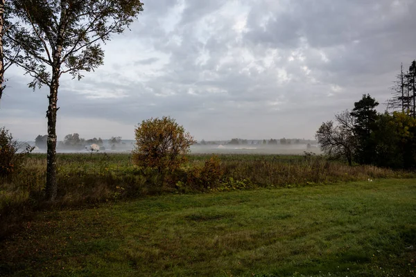 Thick Morning Fog Highway Yellow Green Fields Nearby Sunrise — Stock Photo, Image