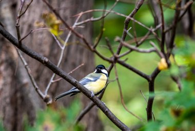 Siyah arkaplanda farklı kaotik ışık halkaları