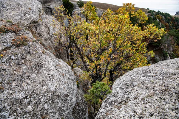 Vista Panorâmica Das Montanhas Amarelas Outono Contra Fundo Neblina Azul — Fotografia de Stock