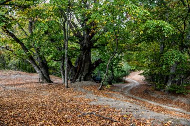 Sonbaharın başlarında eski kayın ormanları