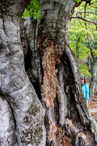 Стародавній Буковий Ліс Початку Осені — стокове фото