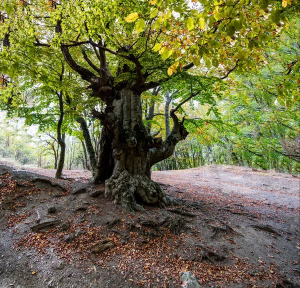 Старий Багатовіковий Бук Клірингу Лісі Початку Осені — стокове фото