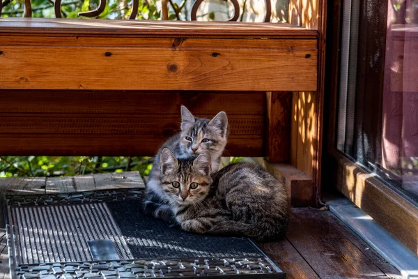 Котята Перед Запертой Дверью Дом Ковре Спят Ожидании Завтрака — стоковое фото