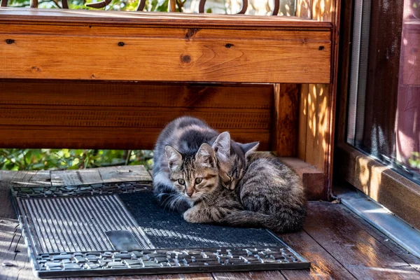 Kilitli Kapının Önündeki Kedi Yavruları Kahvaltı Beklentisiyle Uyuyorlar — Stok fotoğraf