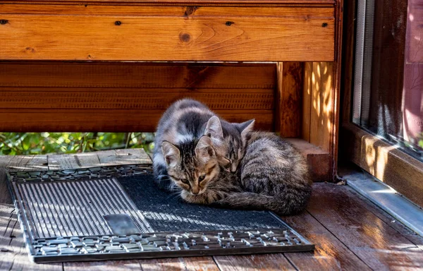 Gatinhos Frente Porta Trancada Para Casa Tapete Estão Dormindo Antecipação — Fotografia de Stock