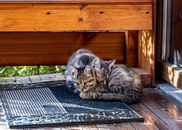 Gatinhos Frente Porta Trancada Para Casa Tapete Estão Dormindo Antecipação — Fotografia de Stock