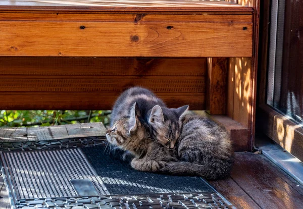 Kilitli Kapının Önündeki Kedi Yavruları Kahvaltı Beklentisiyle Uyuyorlar — Stok fotoğraf