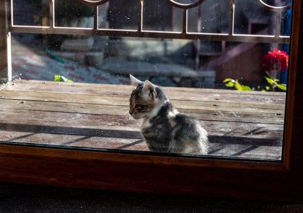 Gatito Acercó Sienta Delante Puerta Transparente Cerrada Casa — Foto de Stock