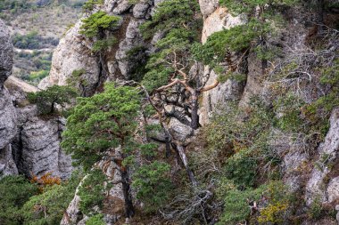 Dağların ve vadinin panoramik manzarasına karşı yeşil çam ağaçları ve sonbahar gökyüzü