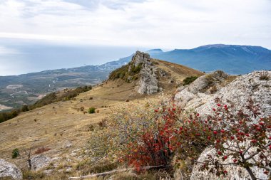 Sonbahar dağları, çalıların arka planında güneşli bir günde kırmızı meyvelerle
