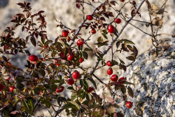 Montagne Autunnali Sullo Sfondo Cespugli Con Frutti Rossi Una Giornata — Foto Stock