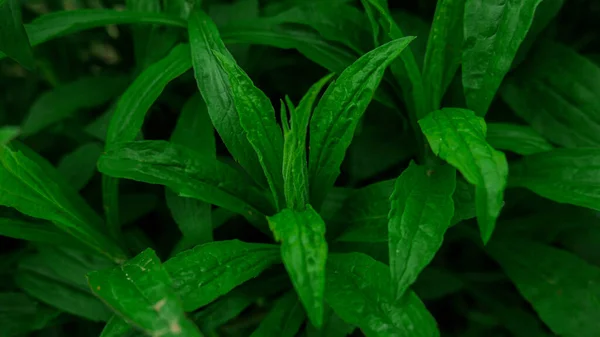 Зелене Листя Фоні — стокове фото