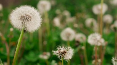 Yeşil çimlerde karahindiba