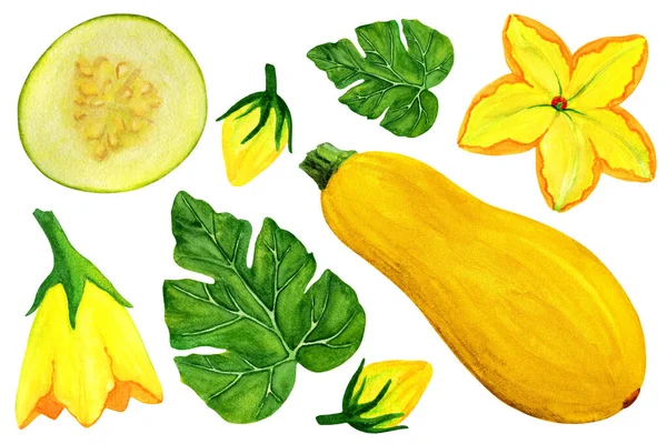 黄色のズッキーニの水彩セット スライス 芽が孤立した白い背景で全体のスカッシュ 新鮮な野菜の秋セット — ストック写真