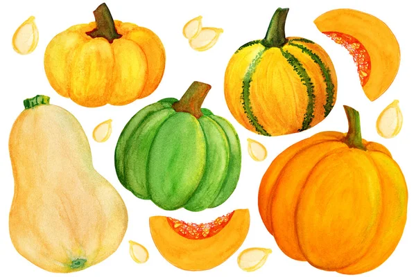 橙色和绿色南瓜水色元素 不同的南瓜在孤立的白色背景下收获 新鲜的秋季套装 — 图库照片