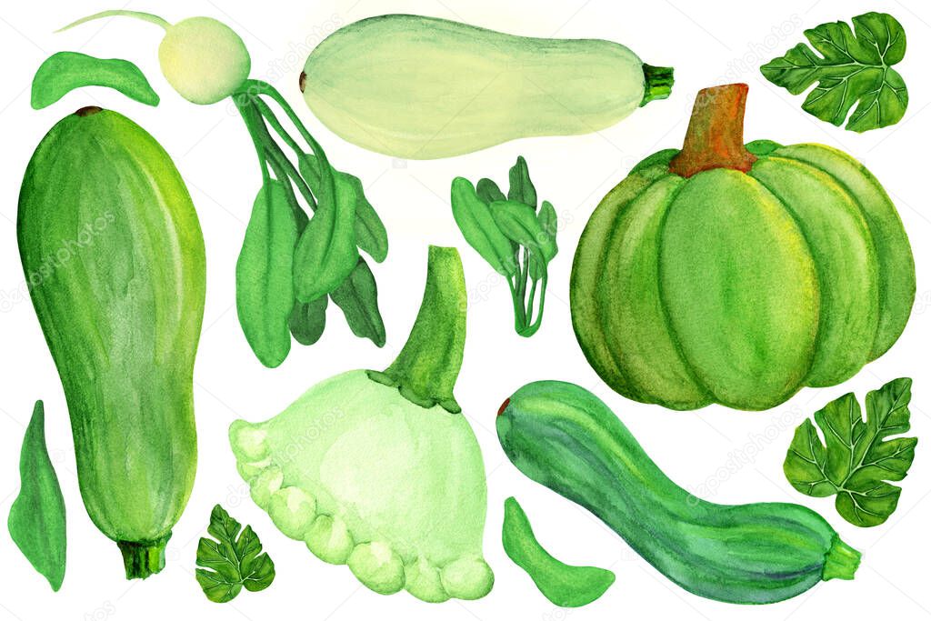 Green squashes and radish on white isolated background. Watercolor green vegetable set. Radish, pumpkin, zucchini, patisson and marrow squash elements with leaves. Fresh autumn harvest