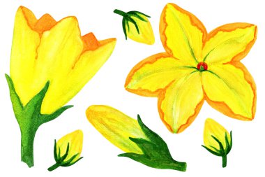 Kabak ve balkabağı çiçeği suluboya seti beyaz izole arkaplanda. El çizimi resimleme.