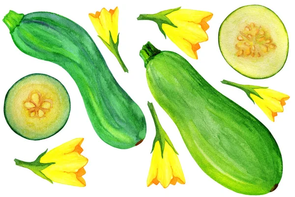 ズッキーニとカボチャの骨髄の水彩画は 白い背景に隔離されました 緑の野菜 スライス 花のイラスト — ストック写真